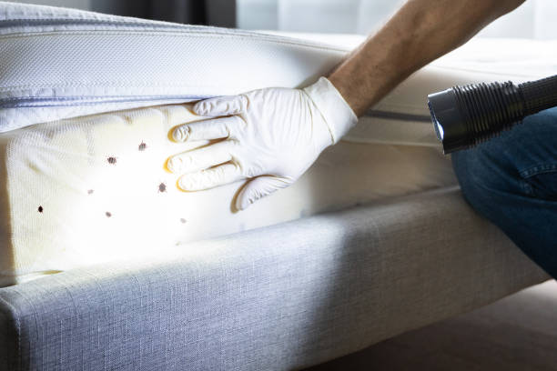 Best Local Pest Control Services  in Continental, OH
