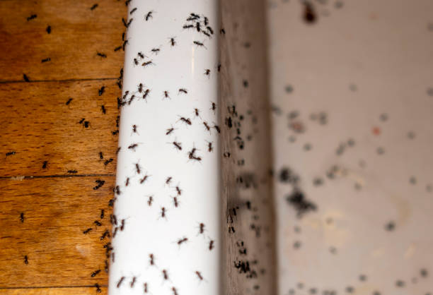 Best Cockroach Control Services  in Continental, OH