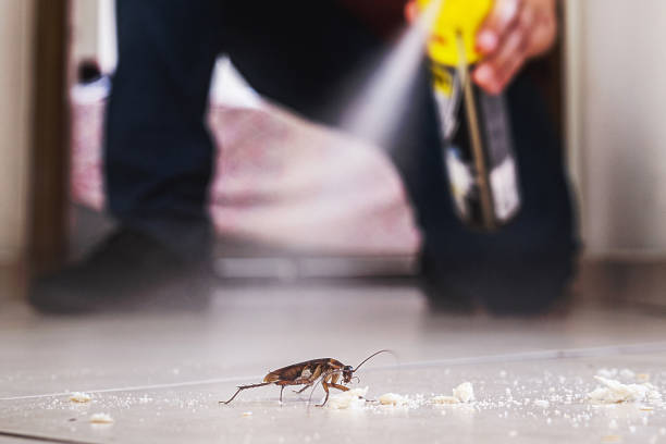 Insect Control in Continental, OH
